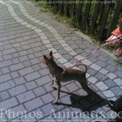 Photo de Pinscher nain