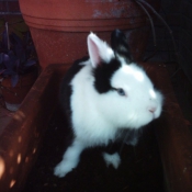 Photo de Lapin