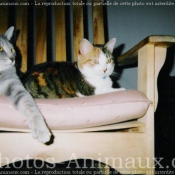 Photo de Chat domestique