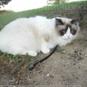 Photo de Ragdoll