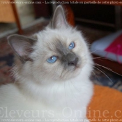 Photo de Sacr de birmanie