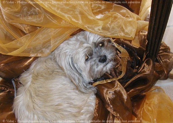 Photo de Lhassa apso