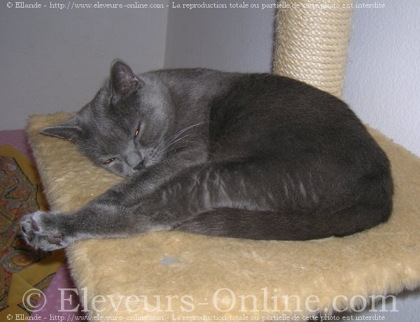 Photo de Chartreux