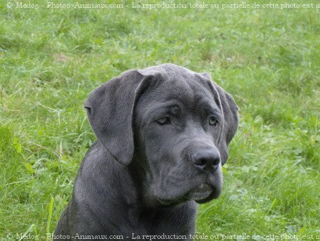 Photo de Chien de cour italien