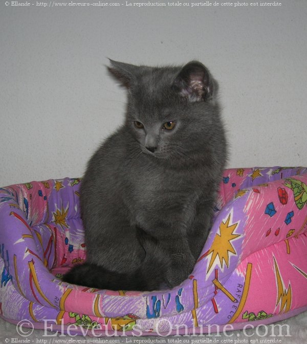 Photo de Chartreux