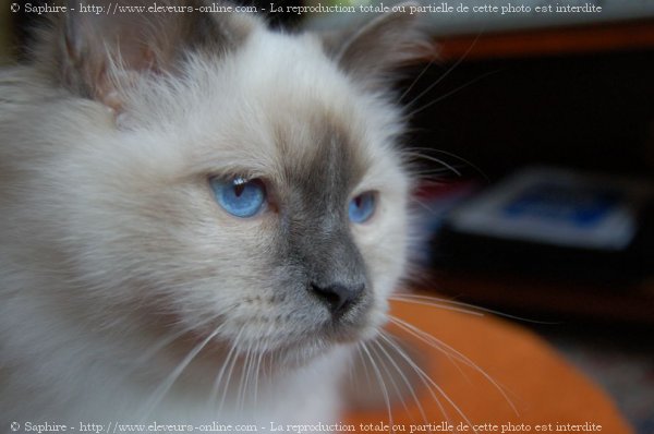 Photo de Sacr de birmanie