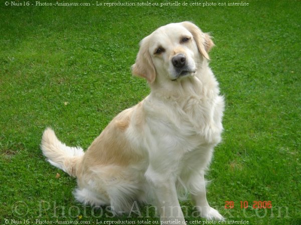 Photo de Golden retriever