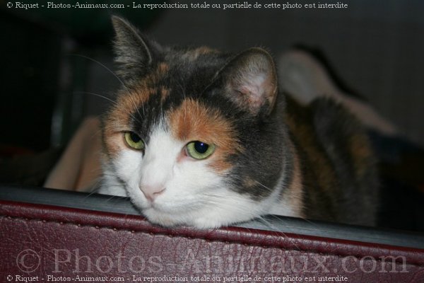 Photo de Chat domestique