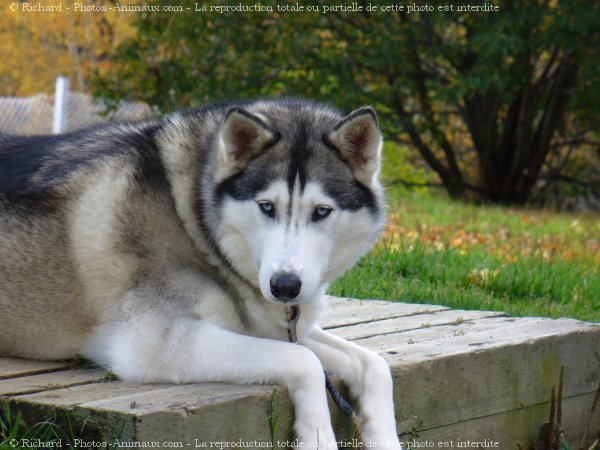 Photo de Husky siberien