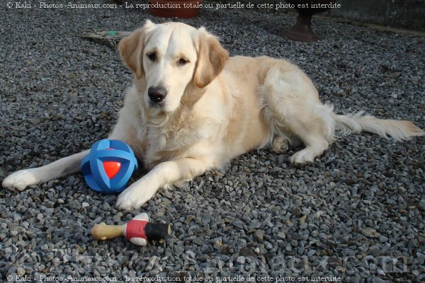 Photo de Golden retriever