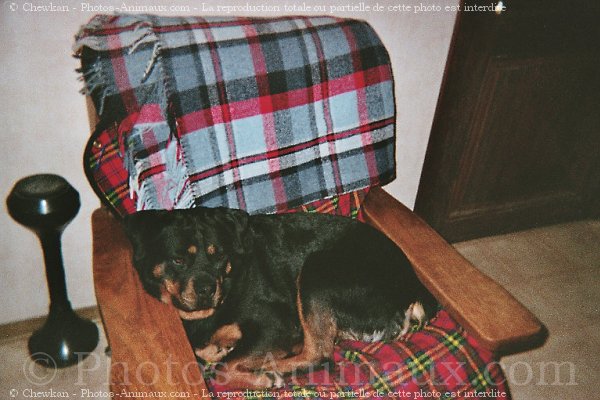 Photo de Rottweiler