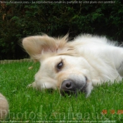 Photo de Golden retriever