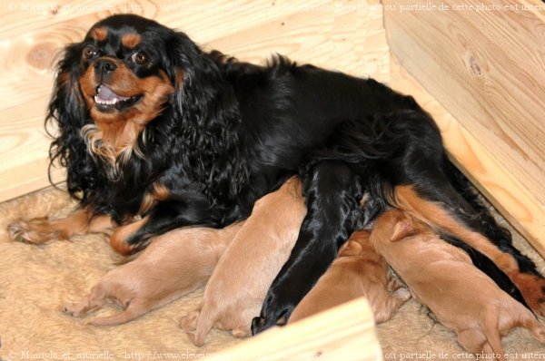 Photo de Cavalier king charles spaniel