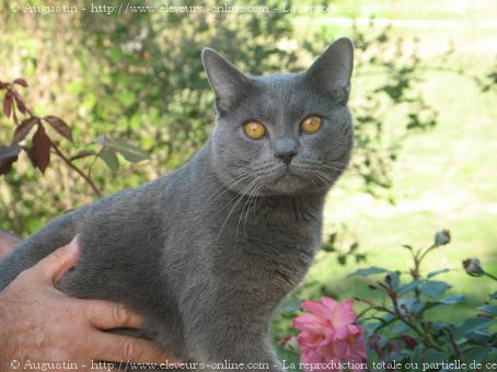 Photo de Chartreux