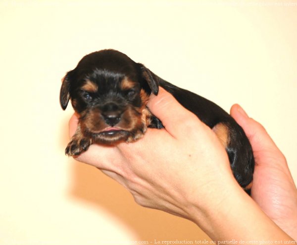 Photo de Cavalier king charles spaniel