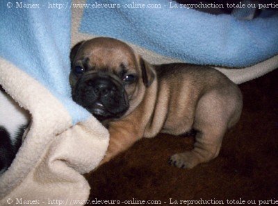 Photo de Bouledogue franais