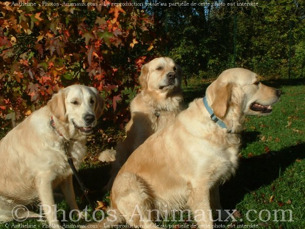 Photo de Golden retriever