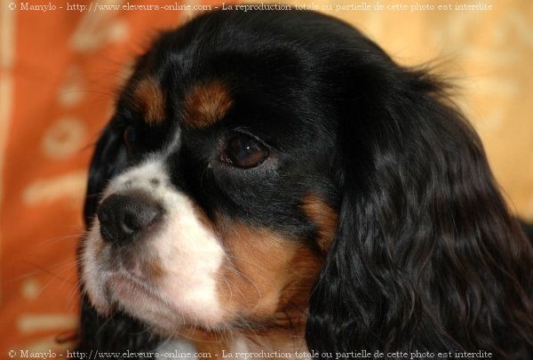 Photo de Cavalier king charles spaniel