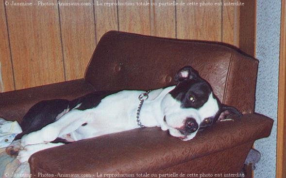 Photo d'American staffordshire terrier