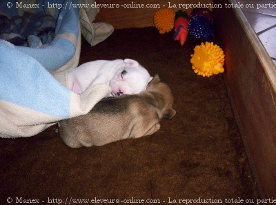 Photo de Bouledogue franais