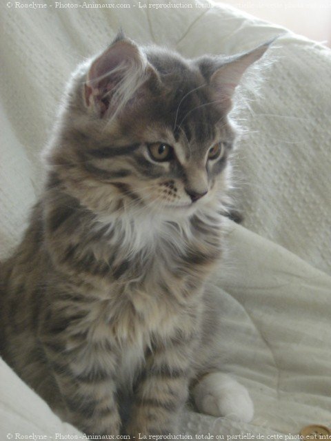 Photo de Maine coon