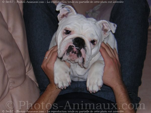 Photo de Bulldog