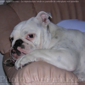 Photo de Bulldog