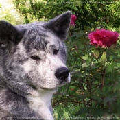 Photo d'Akita inu