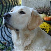 Photo de Golden retriever