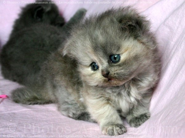 Photo de Scottish fold