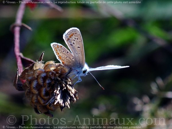 Photo de Papillon