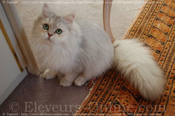 Photo de British longhair