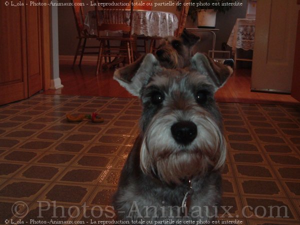 Photo de Schnauzer nain