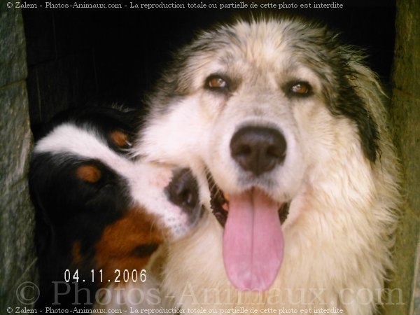 Photo de Chien de montagne des pyrnes