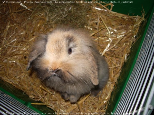 Photo de Lapin