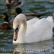 Photo de Cygne