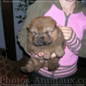 Photo de Chow chow