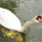 Photo de Cygne