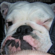 Photo de Bulldog