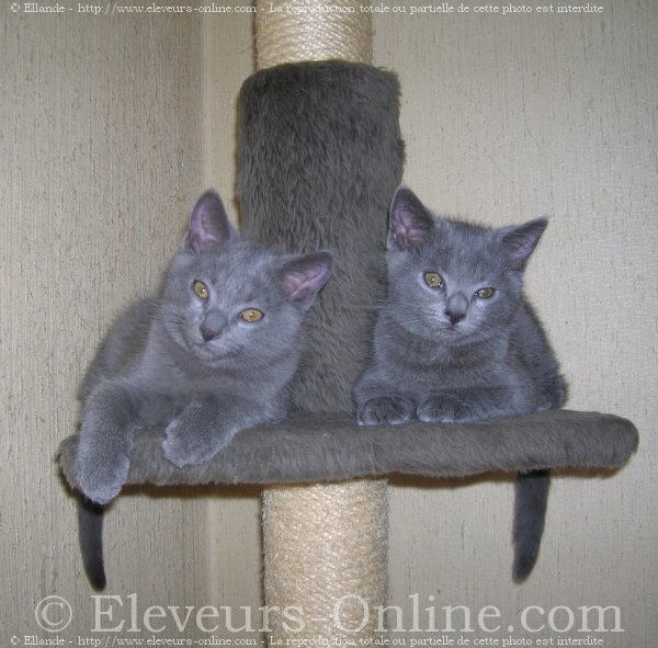 Photo de Chartreux