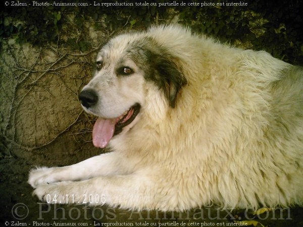 Photo de Chien de montagne des pyrnes