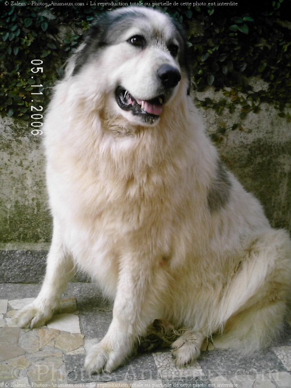 Photo de Chien de montagne des pyrnes