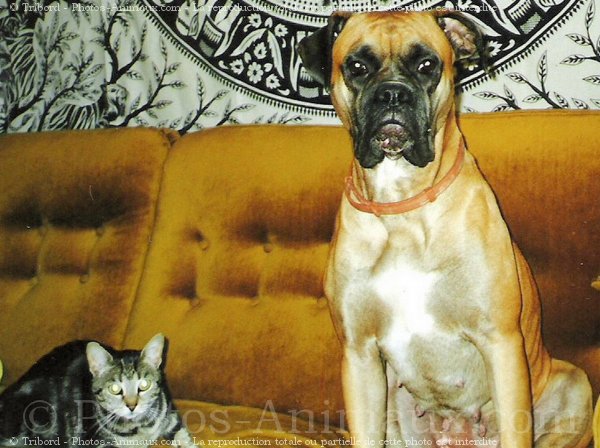 Photo de Boxer