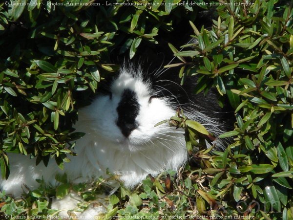 Photo de Chat domestique