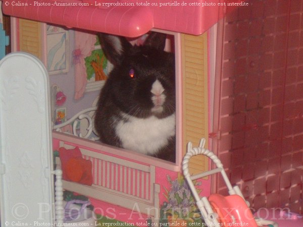 Photo de Lapin