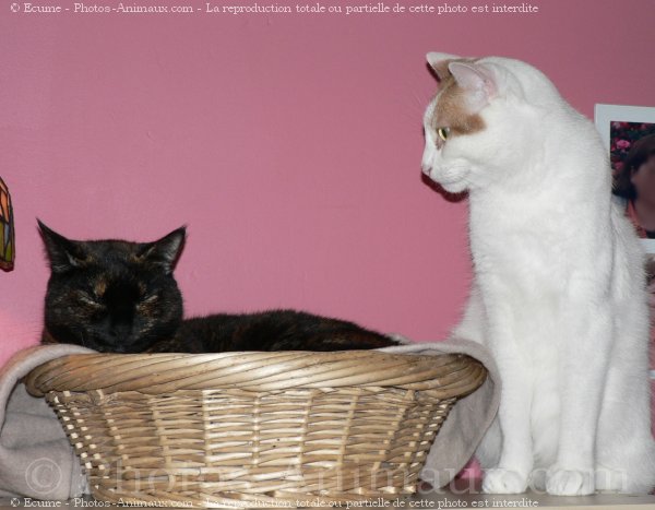 Photo de Chat domestique