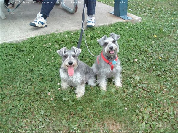 Photo de Schnauzer nain