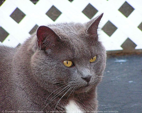 Photo de Chat domestique