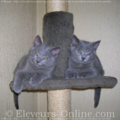 Photo de Chartreux