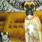 Photo de Boxer